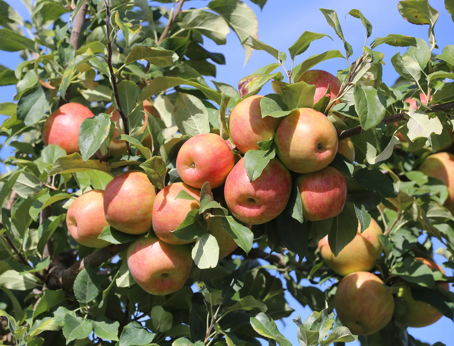 Pflanzen Verkauf -Pflanzen Verkauf LOW L sholanFarms090322 06