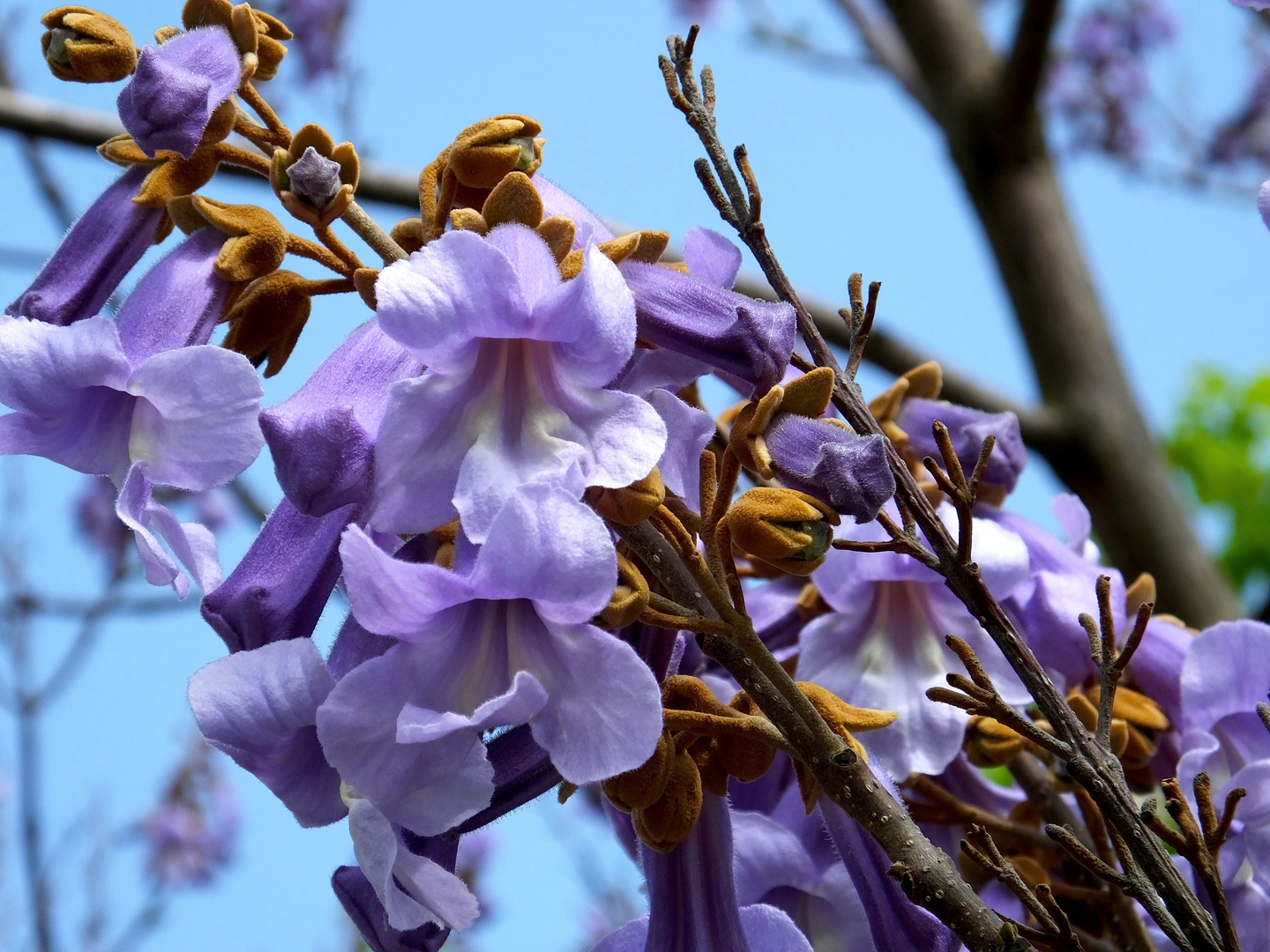 Pflanzen Verkauf -Pflanzen Verkauf R